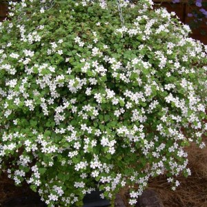 Bacopa Snowflake_810x810